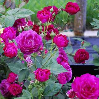 Роза флорибунда Роял Селебрейшн (Royal Celebration)