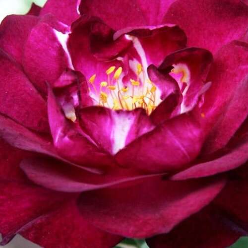 Роза флорибунда Роял Селебрейшн (Royal Celebration)