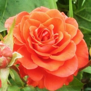 Роза флорибунда Чин-Чин (Tchin-Tchin)