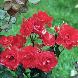 Роза флорибунда Чин-Чин (Tchin-Tchin)