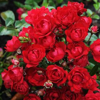 Роза почвопокровная Ред Фейри (Red Fairy)