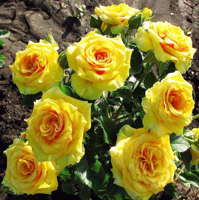 Роза Сан Сити Фото