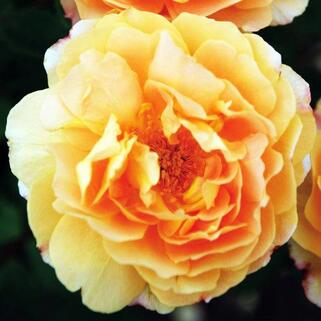 Роза шраб Зонненвельт (Sonnenwelt)