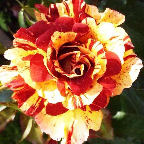 Роза Саммер Фото