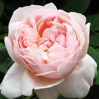 Роза английская кустовая Сент Сесилия (St Cecilia)