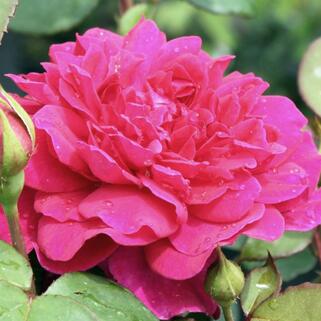 Роза английская кустовая Софи Роуз (Sophy’s Rose)
