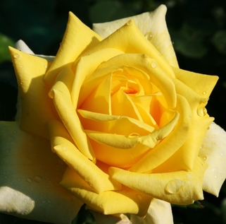 Роза чайно-гибридная Berolina