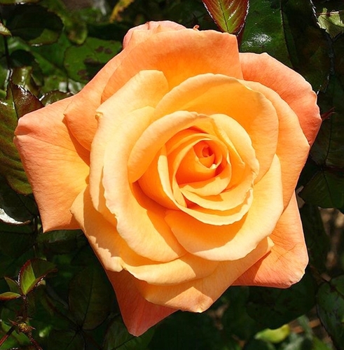 Роза чайно-гибридная Doris Tysterman
