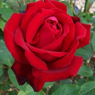 Роза флорибунда Red Empire