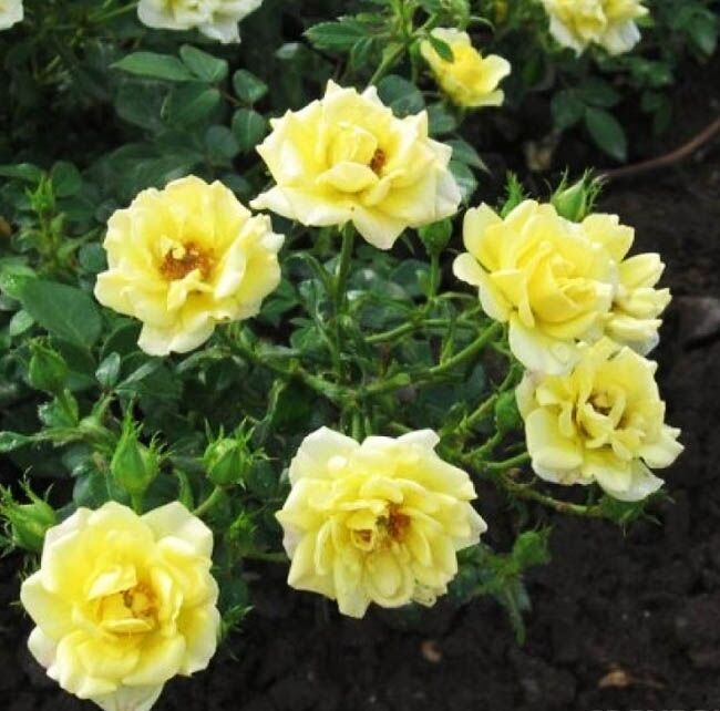 Розы Фейри Фото И Описание