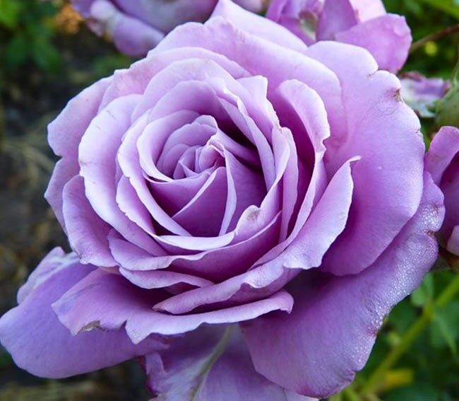 Роза Индиголетта Фото И Описание Отзывы