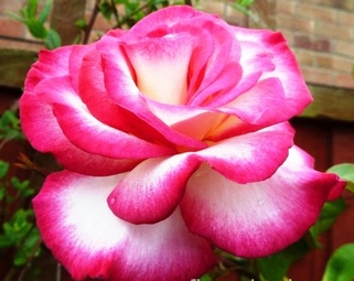 Роза плетистая Handel