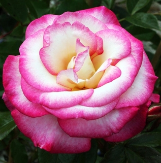 Роза плетистая Handel