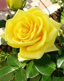 Роза чайно-гибридная Илиос