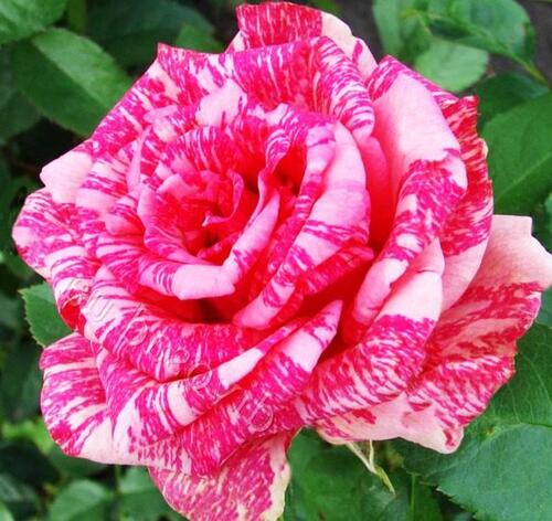 Роза чайно-гибридная Пинк Интуишн (Pink Intuition)
