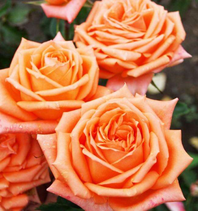 Роза Эльдорадо Фото И Описание