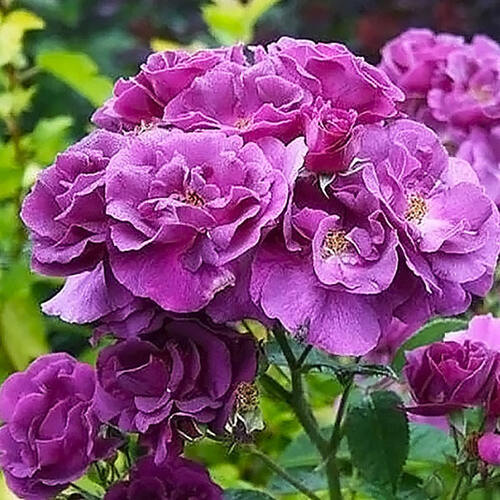 Роза парково-кустовая Rhapsody in Blue (Рапсодия ин Блю)