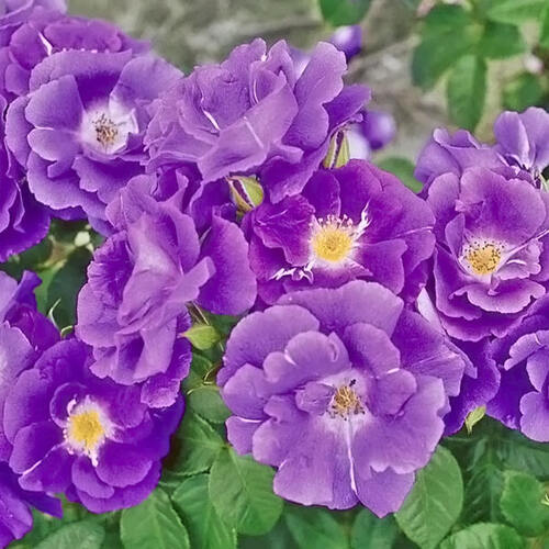Роза парково-кустовая Rhapsody in Blue (Рапсодия ин Блю)