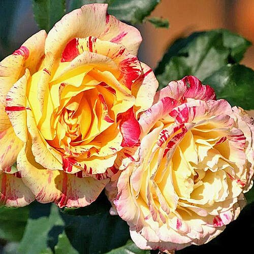 Роза флорибунда Камиль Писарро (Camille Pissarro)