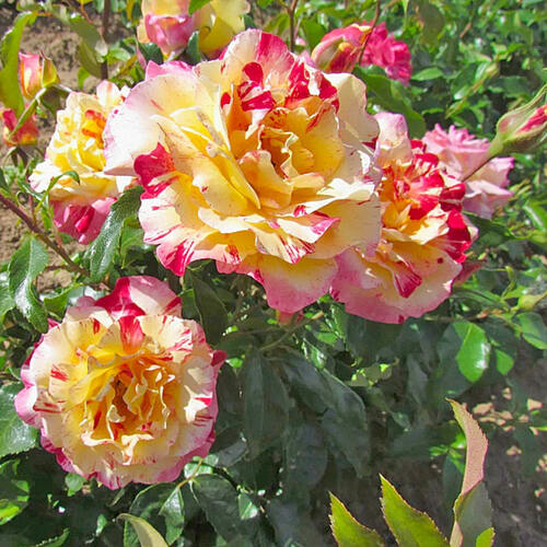 Роза флорибунда Камиль Писарро (Camille Pissarro)