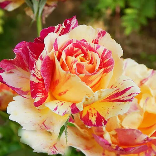 Роза флорибунда Камиль Писарро (Camille Pissarro)