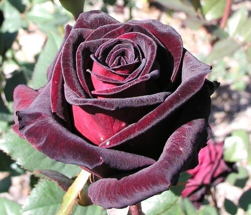 Роза чайно-гибридная Блэк Баккара (Black Baccara)