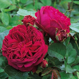 Роза английская кустарниковая Falstaff
