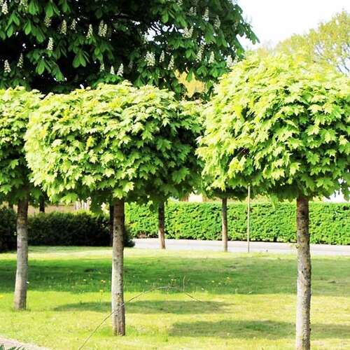 Клён остролистный Globosum (Глобозум)