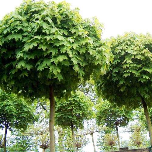 Клён остролистный Globosum (Глобозум)