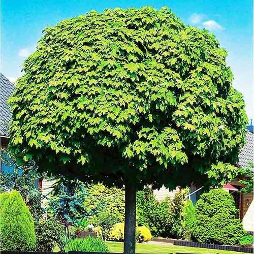 Клён остролистный Globosum (Глобозум)