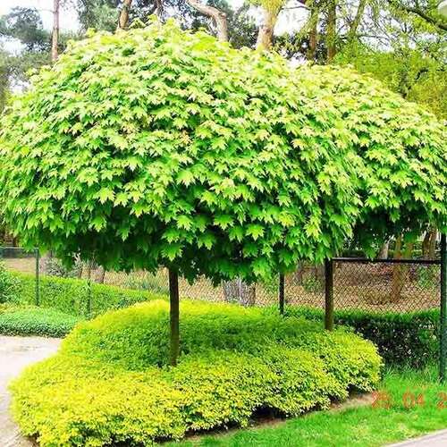 Клён остролистный Globosum (Глобозум)