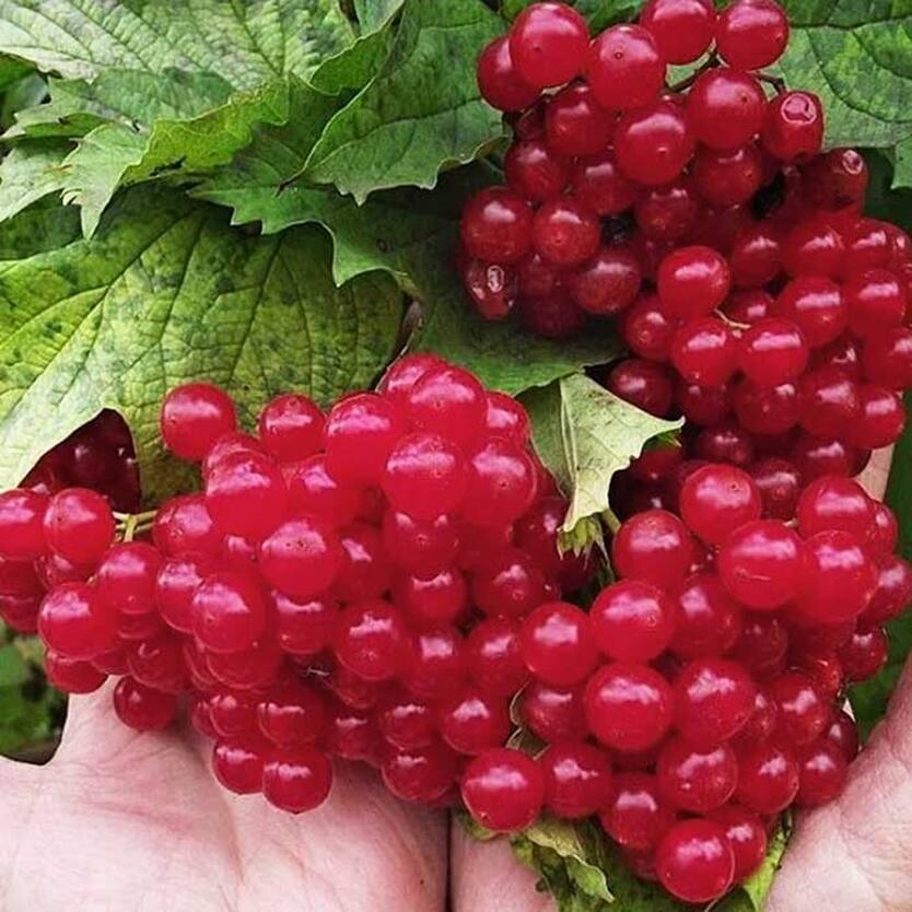 Калина Красная Купить В Аптеке
