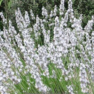 Лаванда гибридная Edelweiss (Эдельвейс)