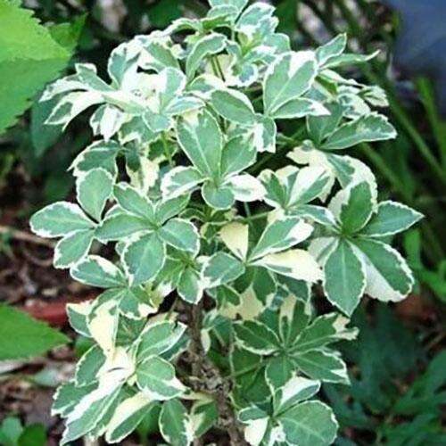 Элеутерококк зибольда Variegatus (Вариегатус)