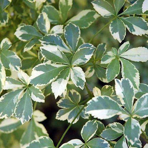 Элеутерококк зибольда Variegatus (Вариегатус)