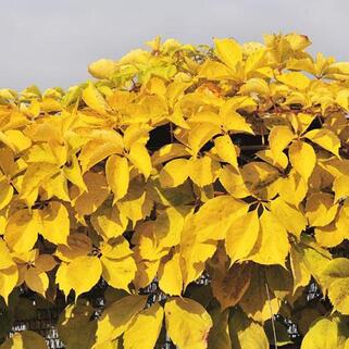 Девичий виноград Yellow Wall (Йеллоу Уолл)