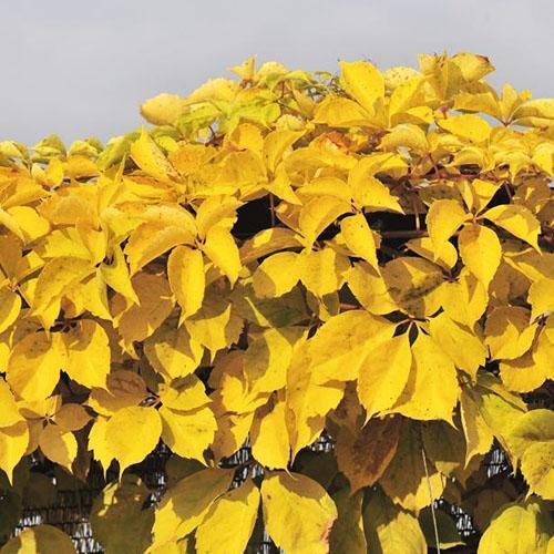 Девичий виноград Yellow Wall (Йеллоу Уолл)