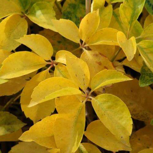 Девичий виноград Yellow Wall (Йеллоу Уолл)