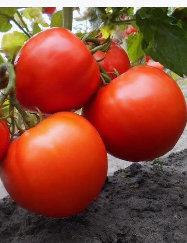 Здравень для томатов 150 гр