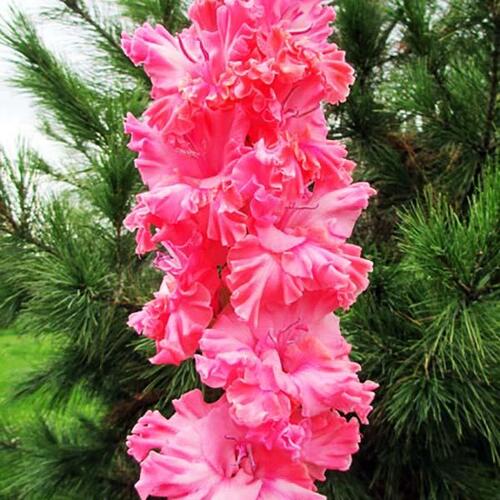 Гладиолус крупноцветковый Frizzled Pink (Фриззлд Пинк)
