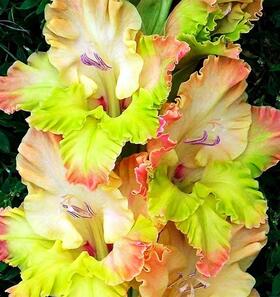 Гладиолусы крупноцветковые