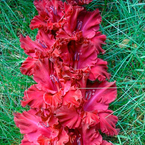 Гладиолус крупноцветковый Doubna (Дубна)