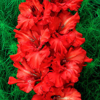 Гладиолус крупноцветковый King Redbad (Кинг Рэдбенд)