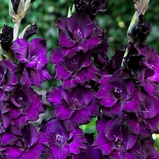 Гладиолус крупноцветковый Black Velvet (Блэк Вельвет)