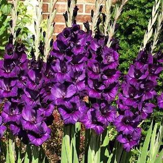 Гладиолус Purple Flora (Пурпл Флора)