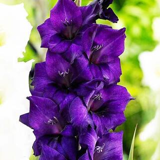 Гладиолус Purple Flora (Пурпл Флора)
