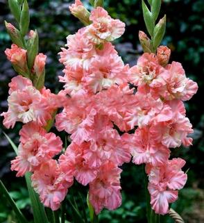 Гладиолус крупноцветковый Frizzled Pink (Фриззлд Пинк)
