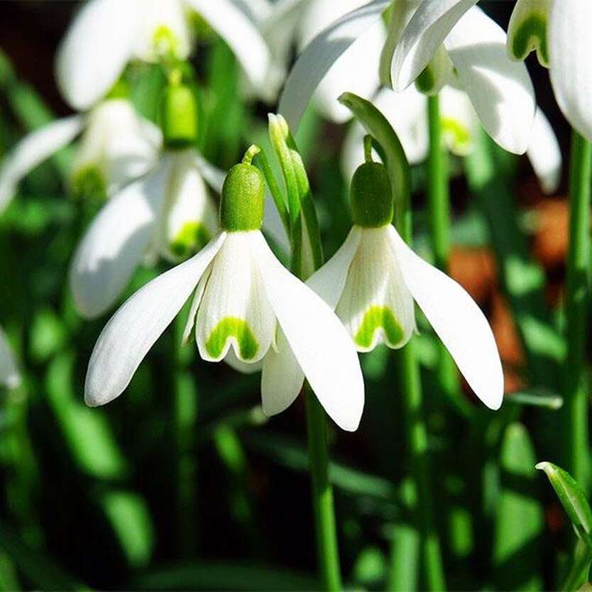 Подснежник плосколистный. Галантус широколистный. Подснежников (Galanthus. Первоцветы галантусы.