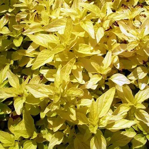 Душица Gold Oregano (Голд Орегано)