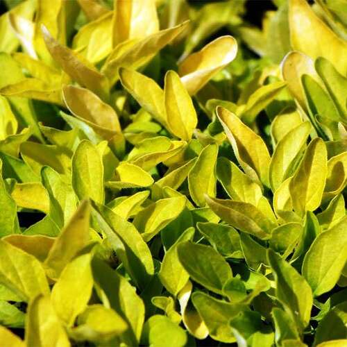 Душица Gold Oregano (Голд Орегано)